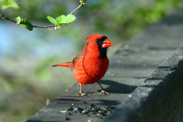 Cardinal Male