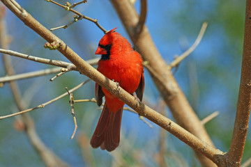 Cardinal Male