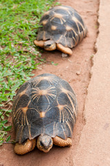 The radiated tortoise