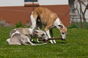 Fototapeta premium Zwei Hunde spielen mit Stock