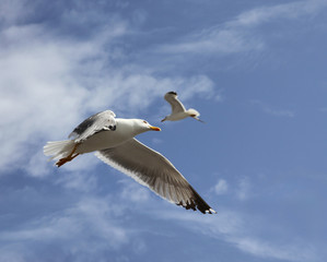 Fototapeta na wymiar flying herring gull
