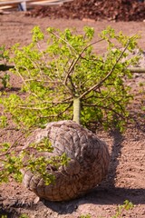 planting a tree
