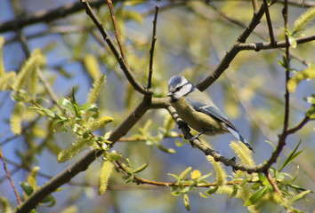 Blaumeise auf Weide