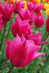 Colorful tulips