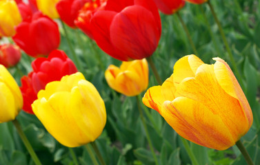 Fototapeta premium Red and yellow tulips