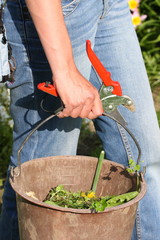 Désherbage biologique au jardin