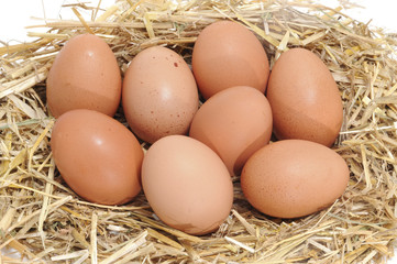eggs