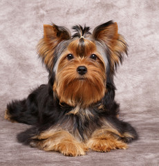 Puppy of the Yorkshire Terrier