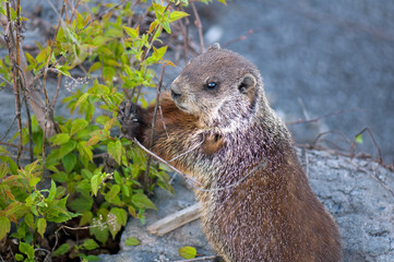Groundhog eating