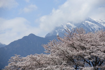 Cherry Blossoms and Snowcapped  Mountain