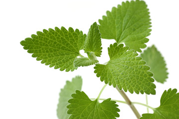 Fototapeta premium Catnip on a white background