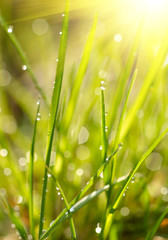 Green grass sunrise. Shallow DOF