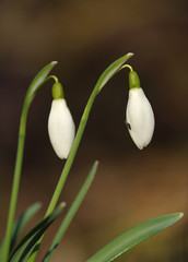 Obraz premium Perce-neige