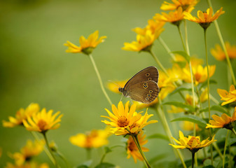 Yellow field flowers.