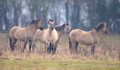 Konik Polski Horse