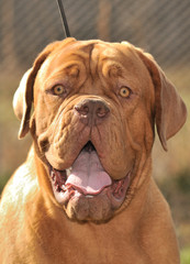 Portrait of friendly Dogue De Bordeaux 10 month old puppy