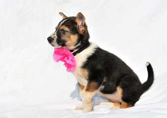 Cute puppy with rose bow is sitiing on counterplane