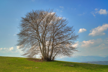 Fototapeta na wymiar Tree in the spring time