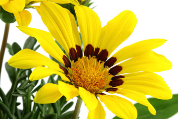 gazania jaune, fleur "soleil", fond blanc