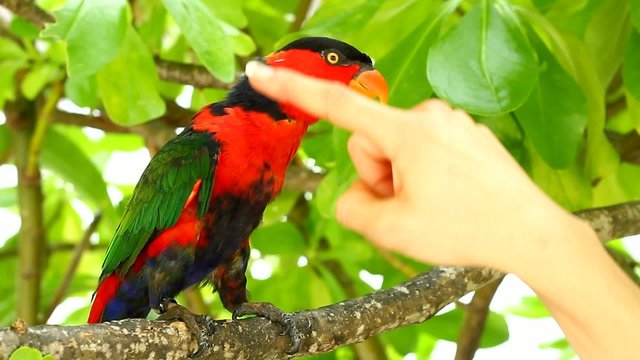Colorful exotic bird playing with human hand