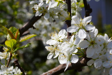 Prunus domestica / Zwetschgenblüte Z