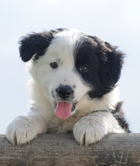 BORDER COLLIE, 2 MESI