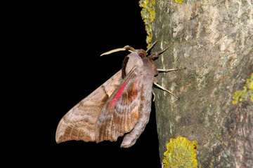 Hawkmoth (Smerinthus ocellatus)