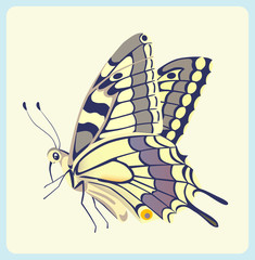 Eastern Tiger Swallowtail butterfly - 22223049