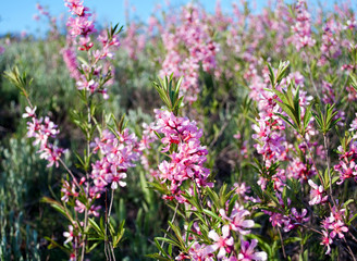 Small pink flowers