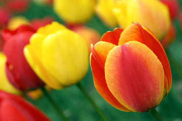 Red and yellow tulips