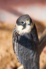 falcon