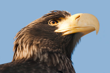 Steller's sea eagle.