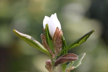 Magnolienknospe