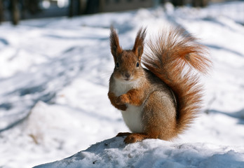 Cute squirrel