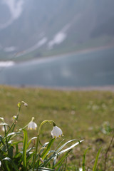 Obraz premium Märzenbecher