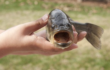 Mouth of a Bass