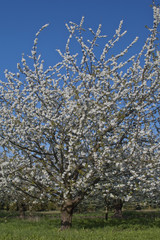 Naklejka premium Kirschbaum in Blüte