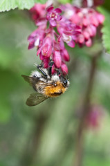 Hummel an Johannisbeerblüte