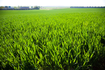 champ d'herbes vertes