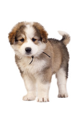 bucovinean shepard puppy