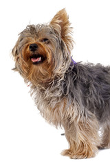 curious yorkshire terrier