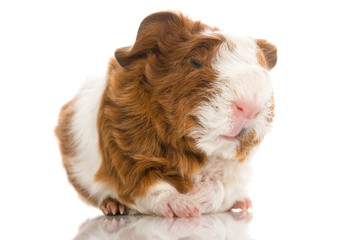 Naklejka premium newborn guinea pig. texel