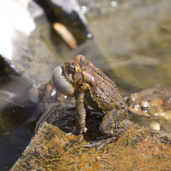 noisy toad