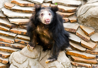 Sloth Bear (Melursus ursinus)