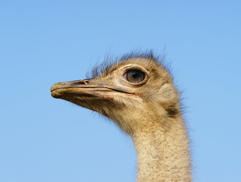 Vogel Strauß - Ostrich