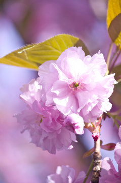 八重桜