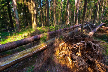 Summer forest in sunny weather