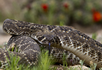 Fototapeta premium Eastern Diamondback Rattlesnake.