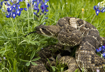 Naklejka premium Eastern Diamondback Rattlesnake.
