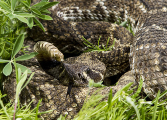 Eastern Diamondback Rattlesnake.